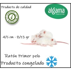 Pinky - Primer pelo Ratón (Producto congelado)